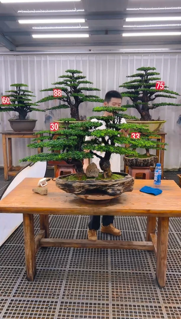 无花朵用****8精品盆景直播间一物一拍