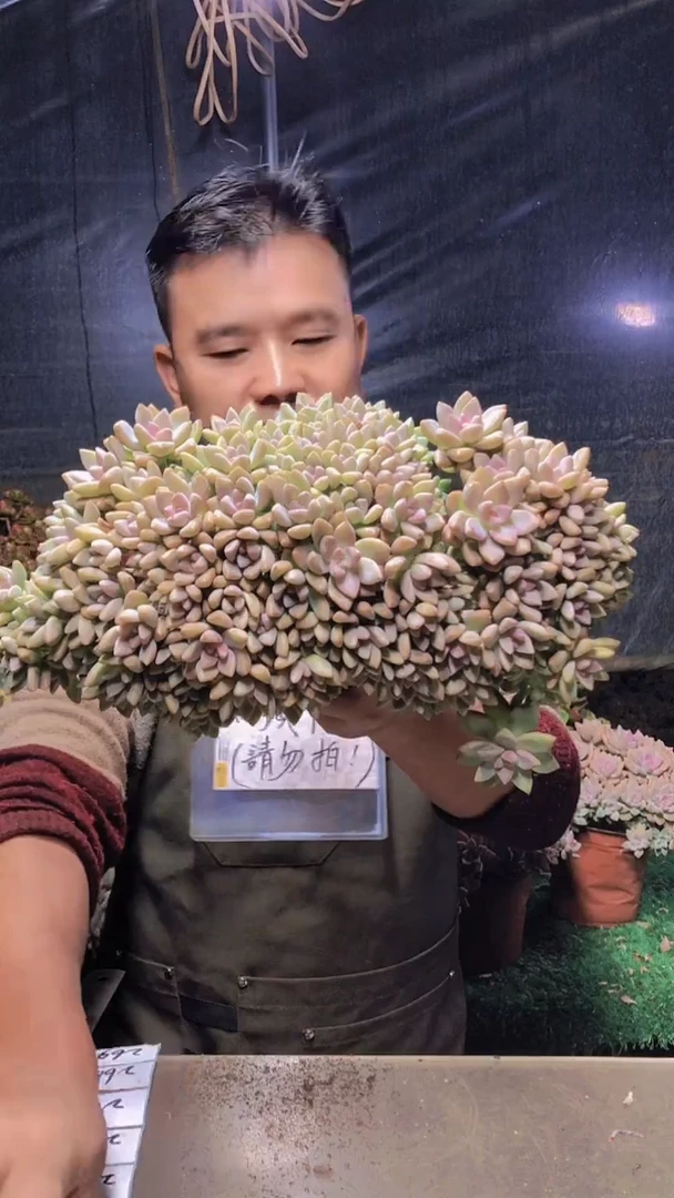 262淡雪缀化一物一拍