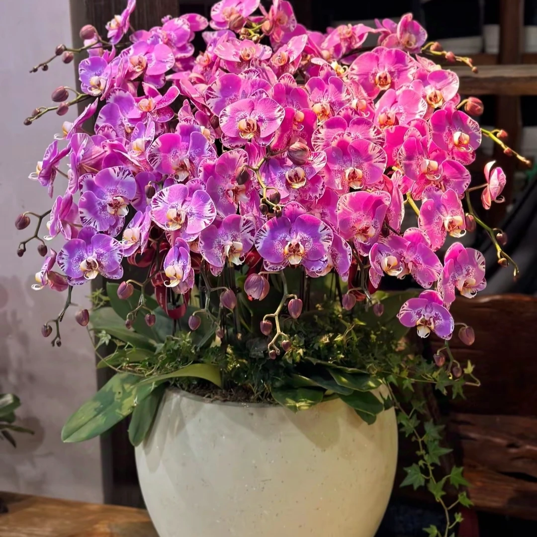 【聚缘溪】超级福利款藏宝图3.5加高加大杯拍一发二5个花苞和花以上