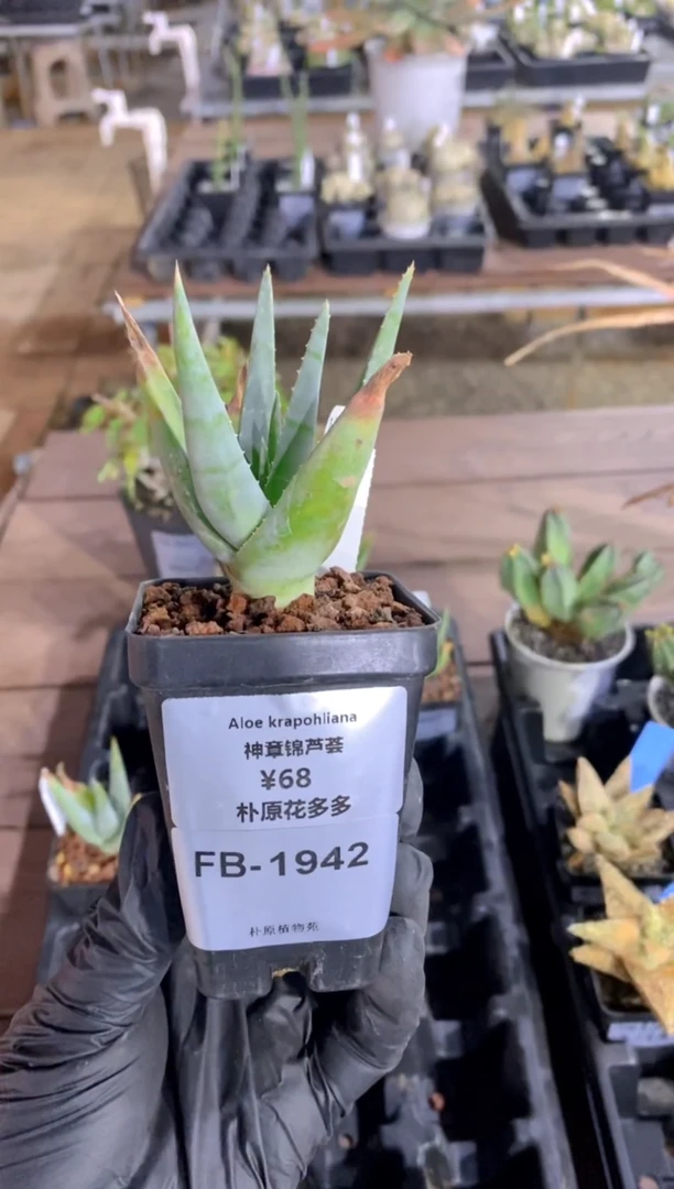 【闪购商品】神章锦FB-1942
