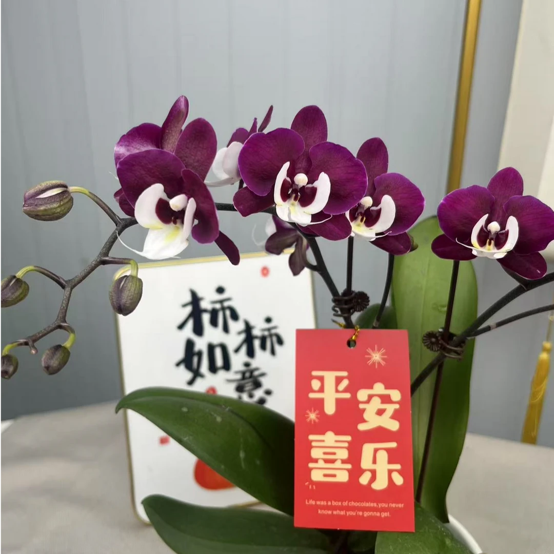 A08【团圆】室内绿植花卉高端蝴蝶兰花期超长佛山基地批发直播次日达