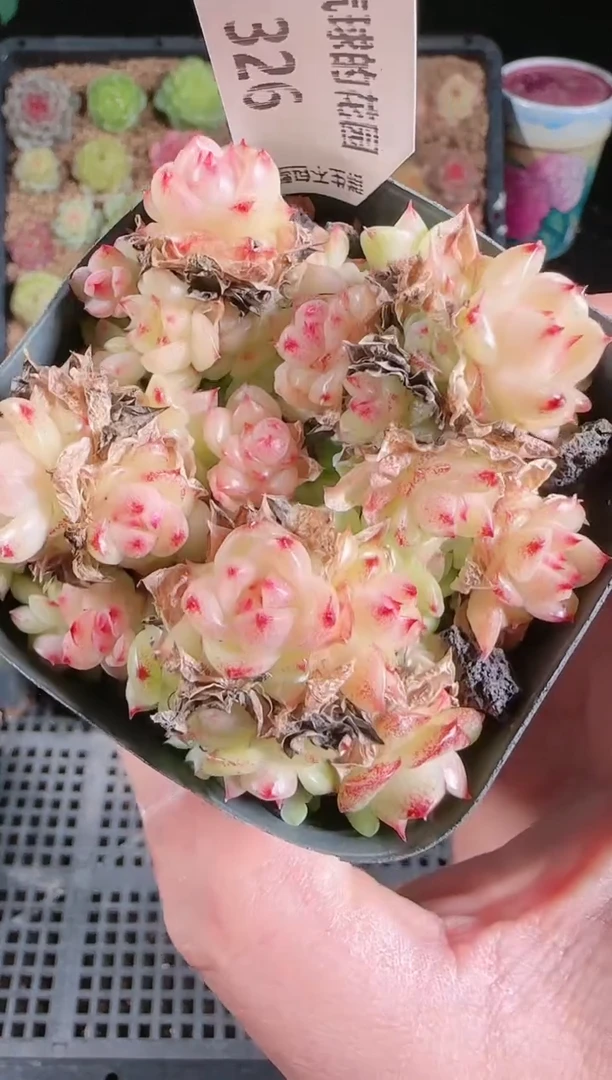1127-326群生不包整