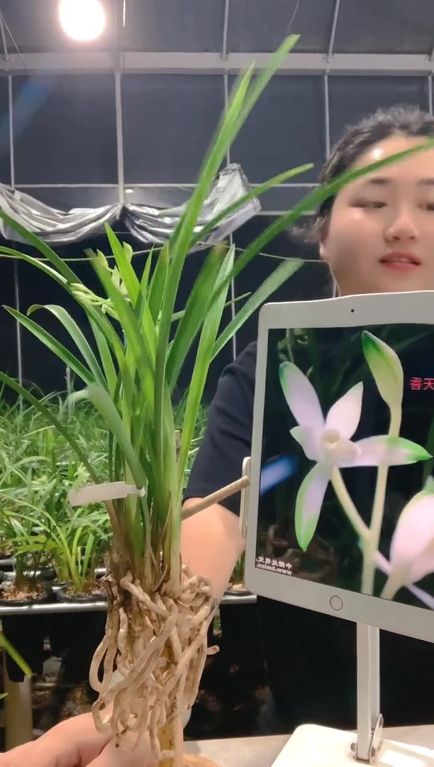 当前无花朵，栽培后可花朵天**淡国色天香