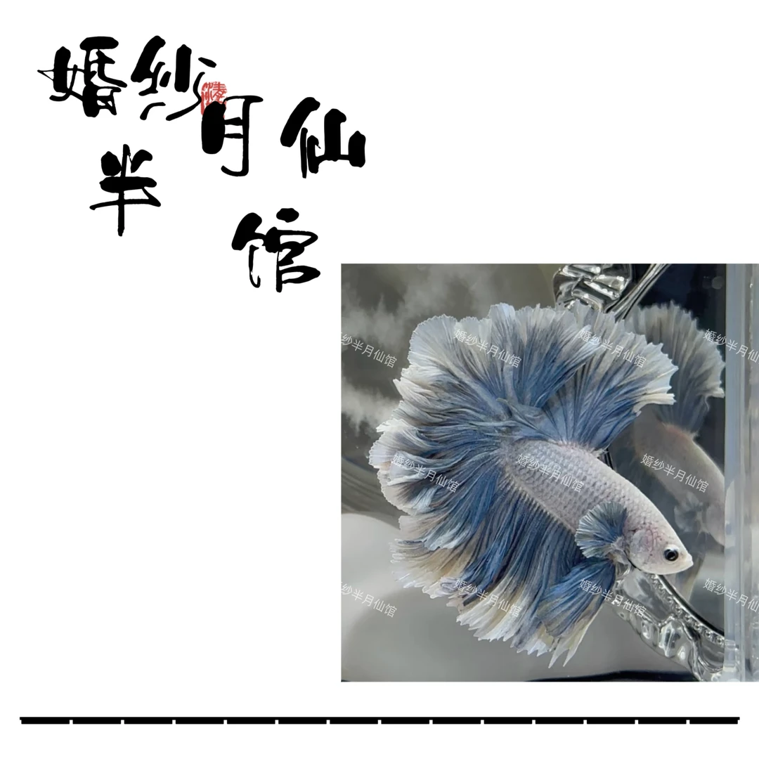 C17（385-408）泰国斗鱼小型热带观赏鱼（直播间选鱼）