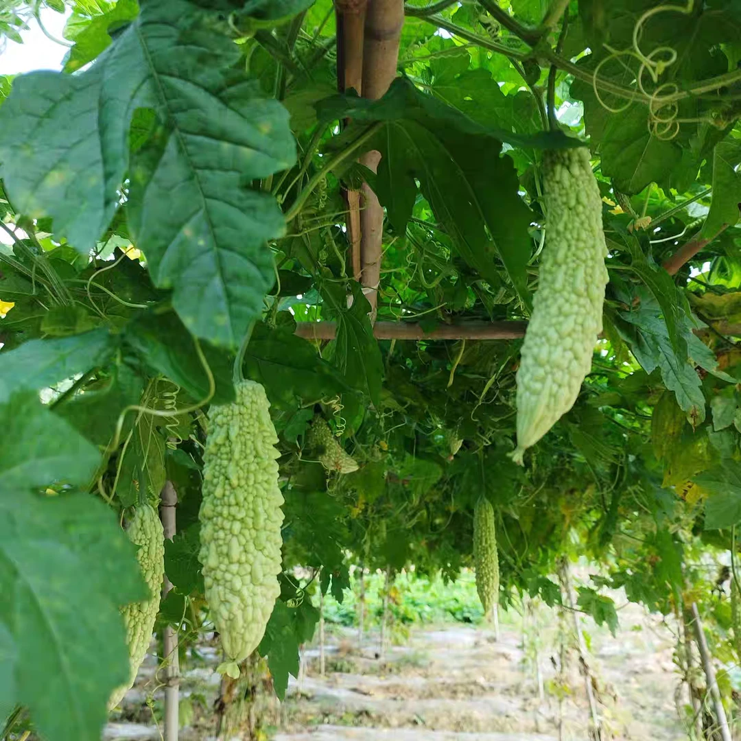 贵州农家自种老品种新鲜米苦瓜农家蔬菜现摘现发农家菜