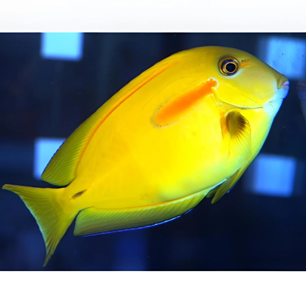 黄一字吊海水鱼售后需拍开箱视频（免包装费）尺寸随机发