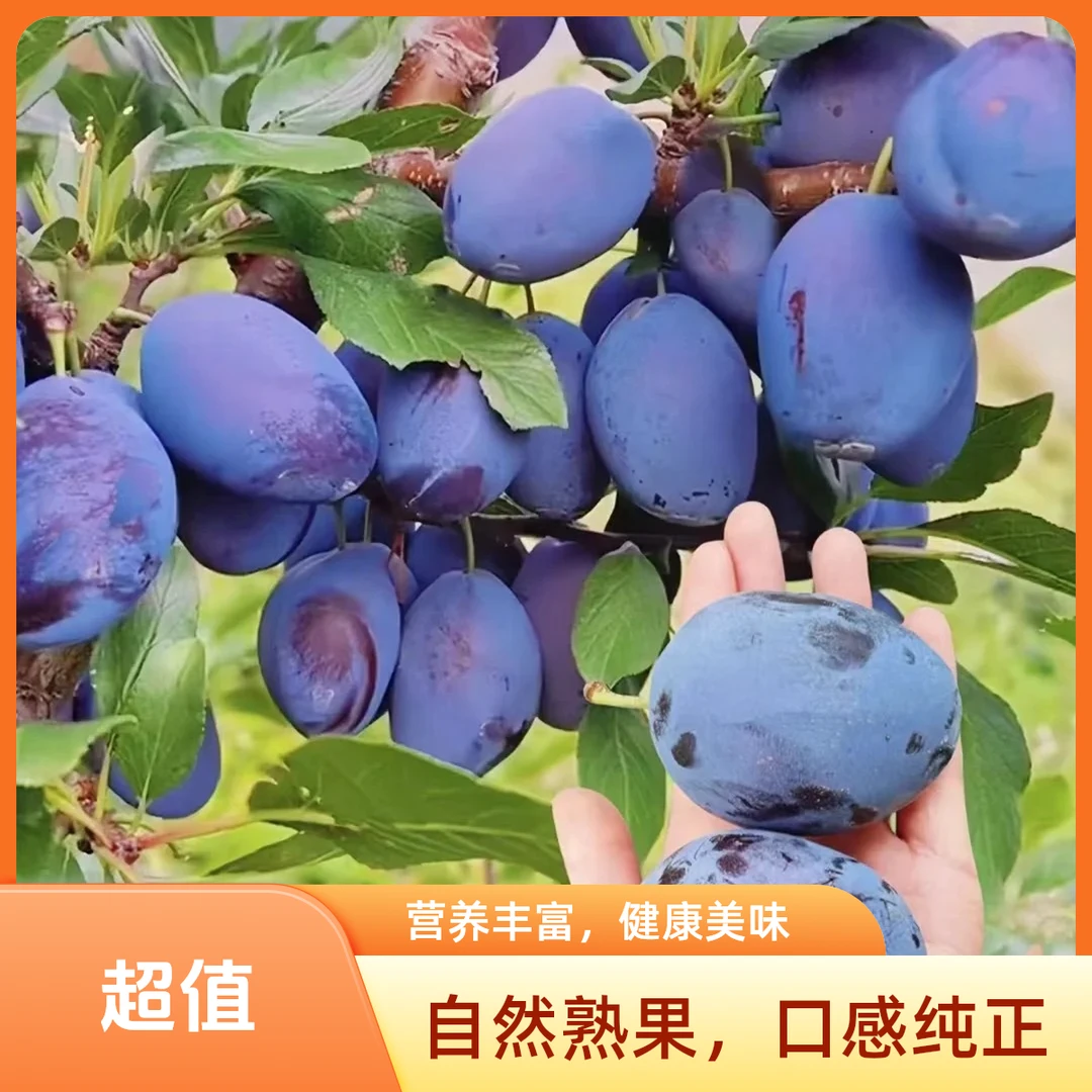 T【顺丰冷链次日达】A级大果正宗头茬西梅应季水果现摘现发新鲜多汁爆甜脆爽放软更甜