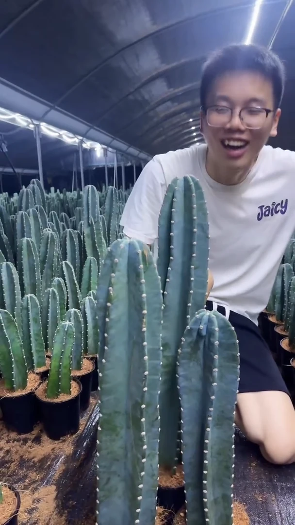 【带根】20 30 40cm+量天尺
