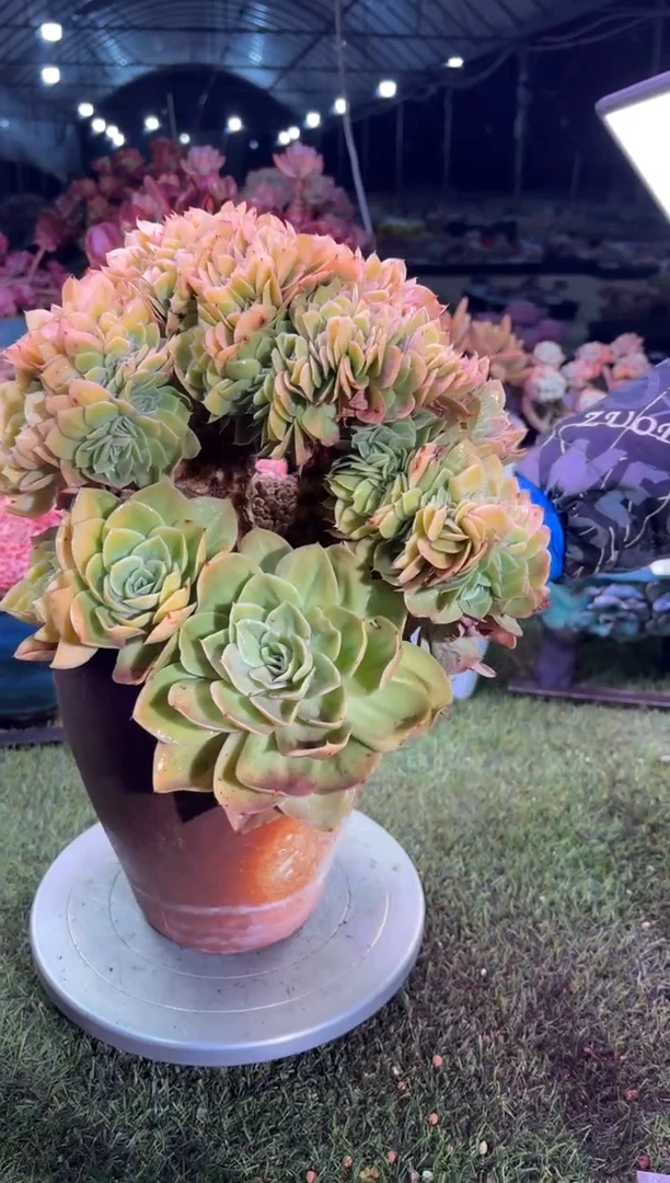 【闪购商品】08916