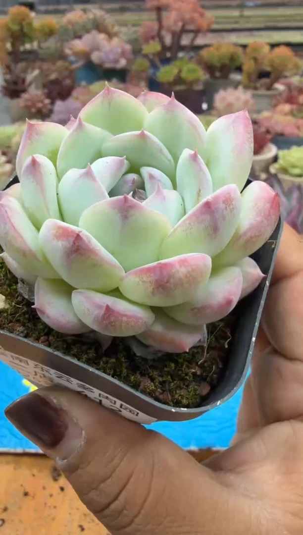 东云多肉园二店-412