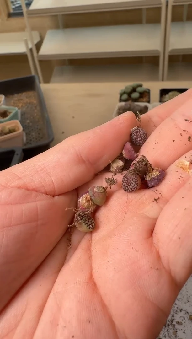 24-214多肉植物肉锥