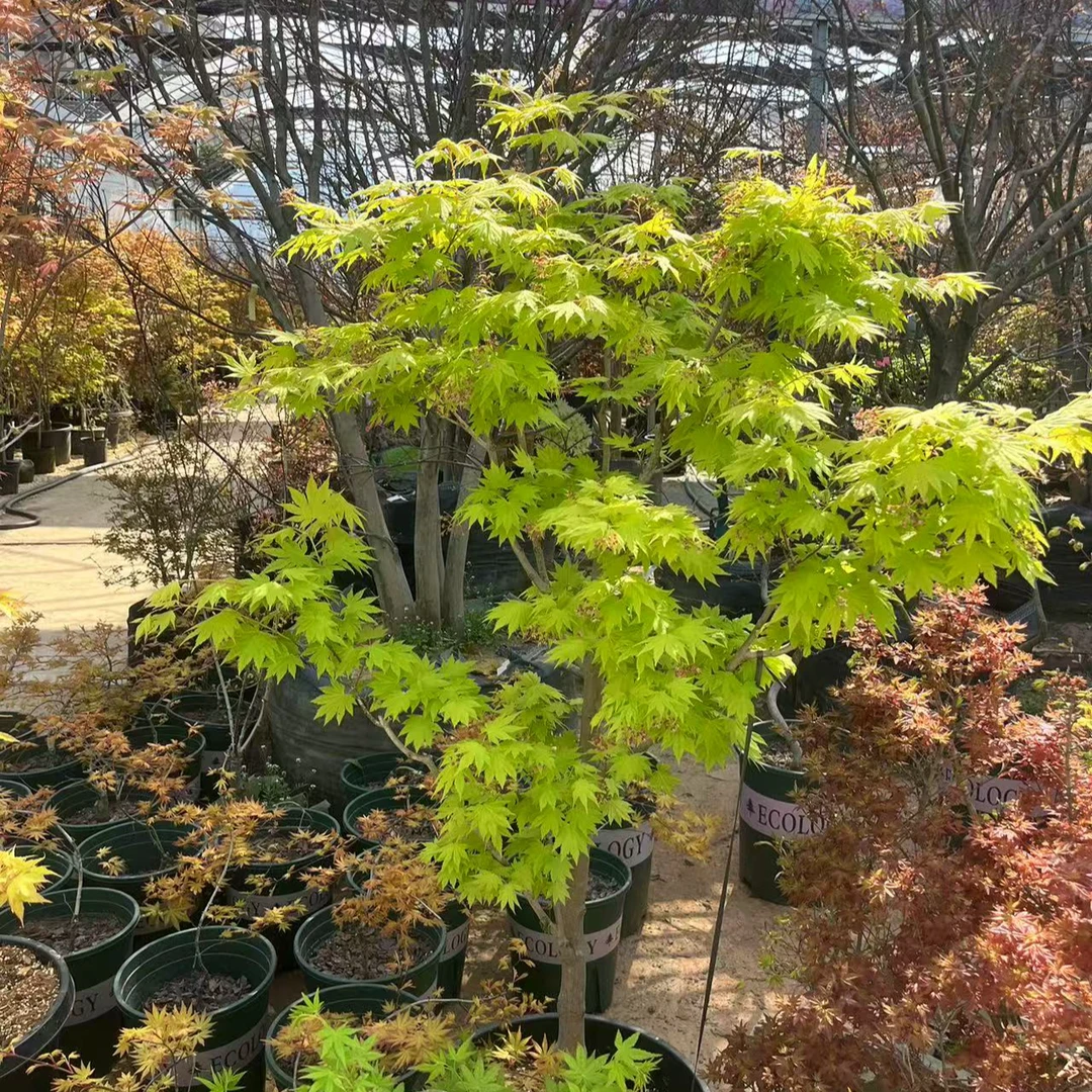 庭院景观树盆栽地栽枫树茜空枫树品种枫树一物一拍