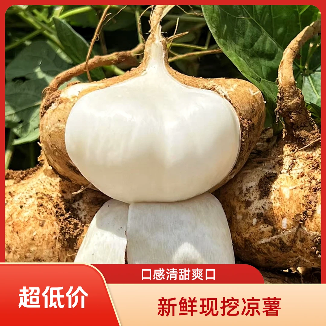 贵州安顺地萝卜现挖凉薯白地瓜新鲜脆甜多汁当季美味蔬菜水果