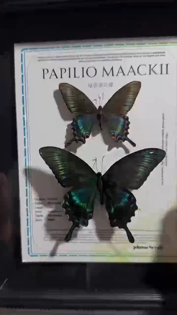 有机玻璃绿带双生