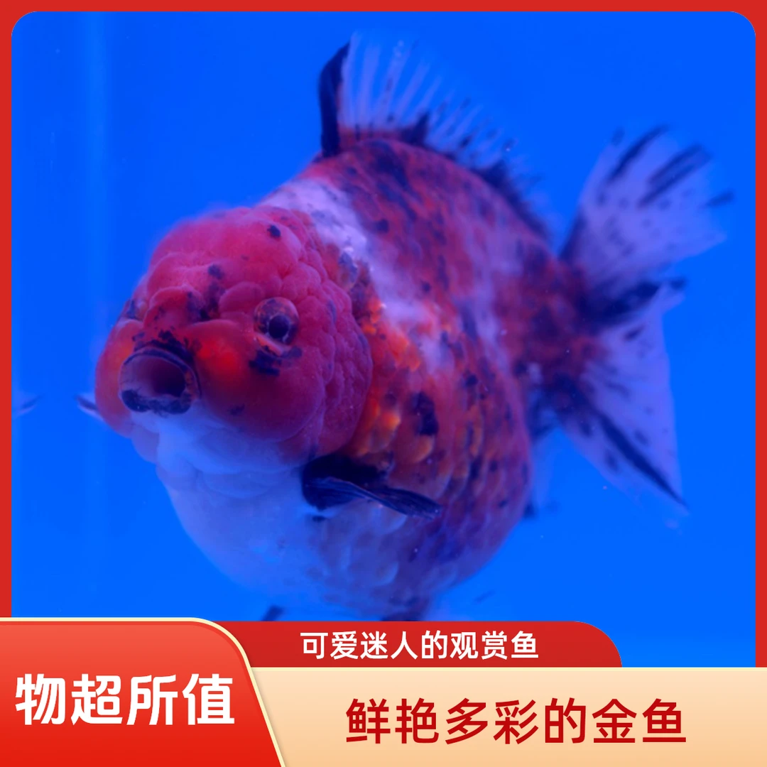 1尾 进口将军泰狮