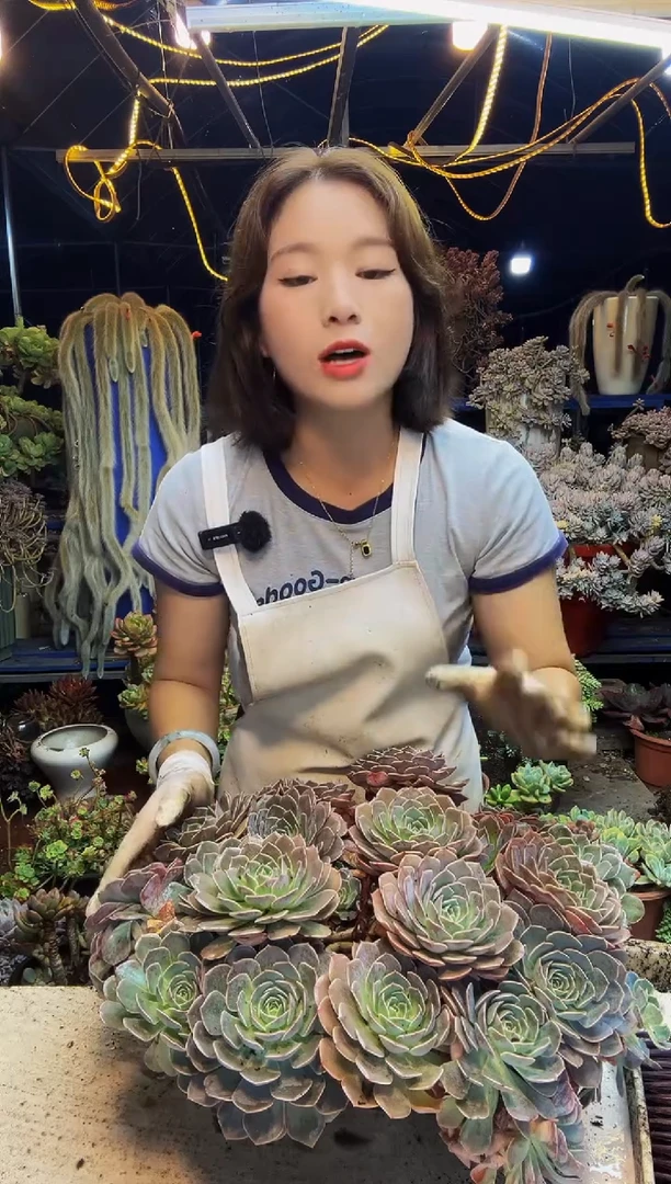 特大天赐带盆发货