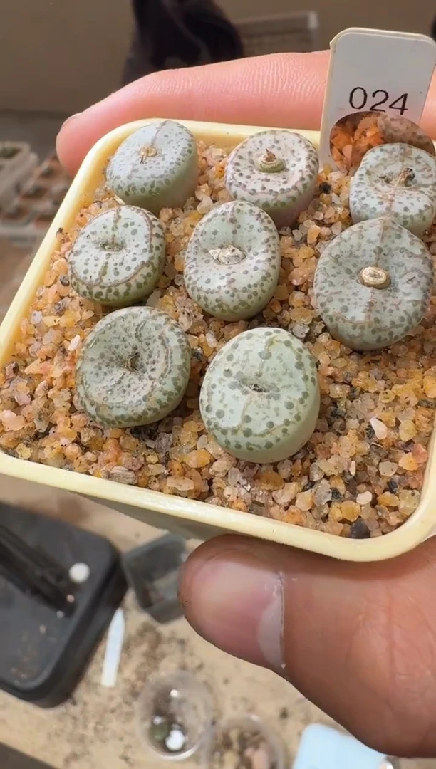 80多肉植物肉锥火龙果安贞一颗