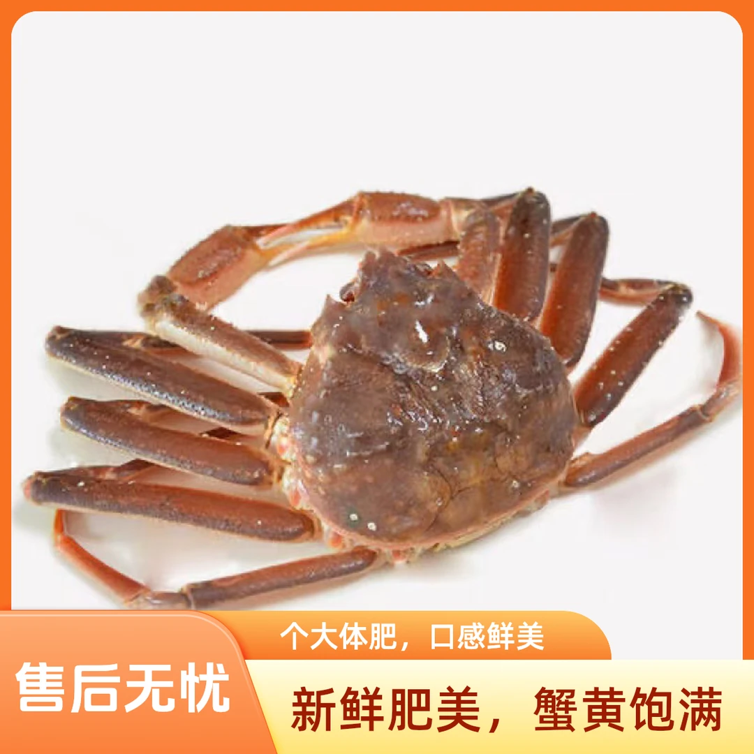 【品鲜猫】鲜活段、断大腿松叶蟹1.6斤-1.9斤/个蟹同城送