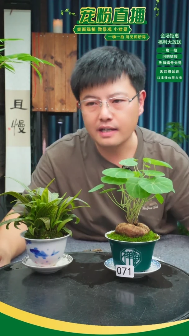 无花朵雷*苔藓微景观071号