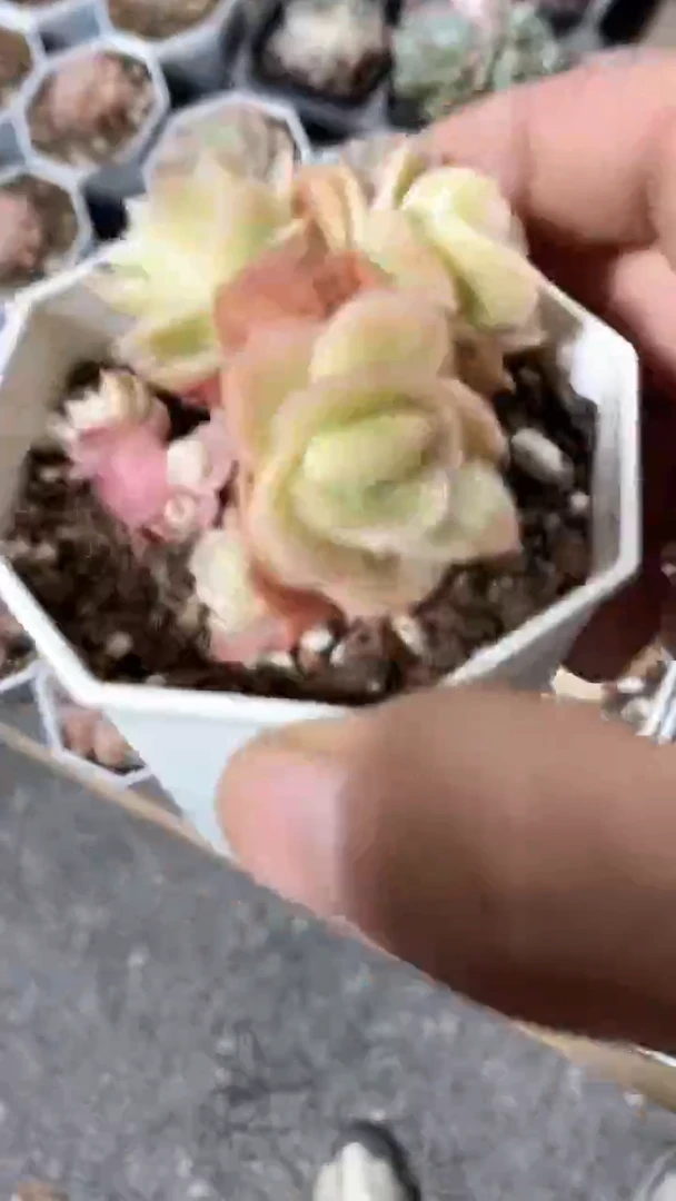 【闪购商品】8角冰玫瑰锦3头多肉