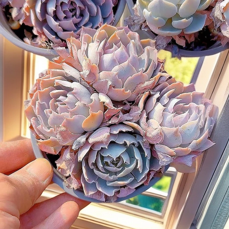 多头蓝石连3盆 小谢多肉多肉植物庭院空气耐旱上盆种植