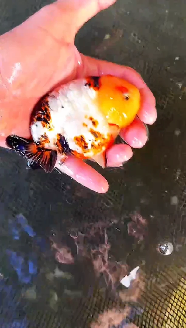 金鱼昆*侠水娃娃观赏鱼兰寿金鱼  不包邮