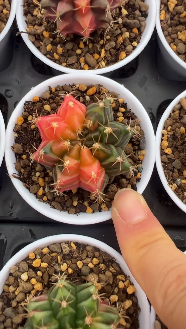 234好看的米哈冲冲冲泰国实生