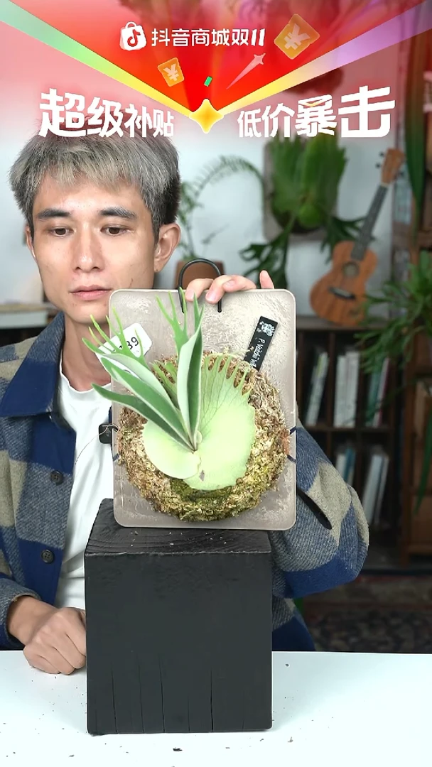 不开花植物P139-密叶野银6孢子苗