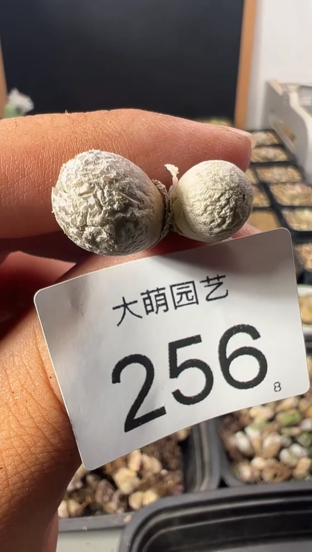 一物一拍          256
