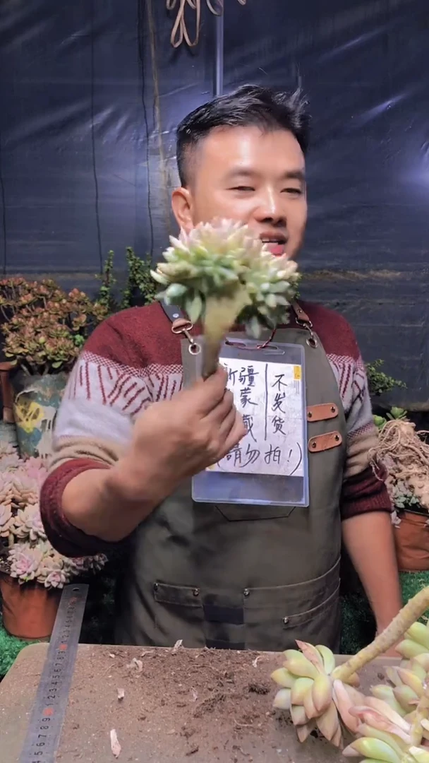 212淡雪缀化一物一拍