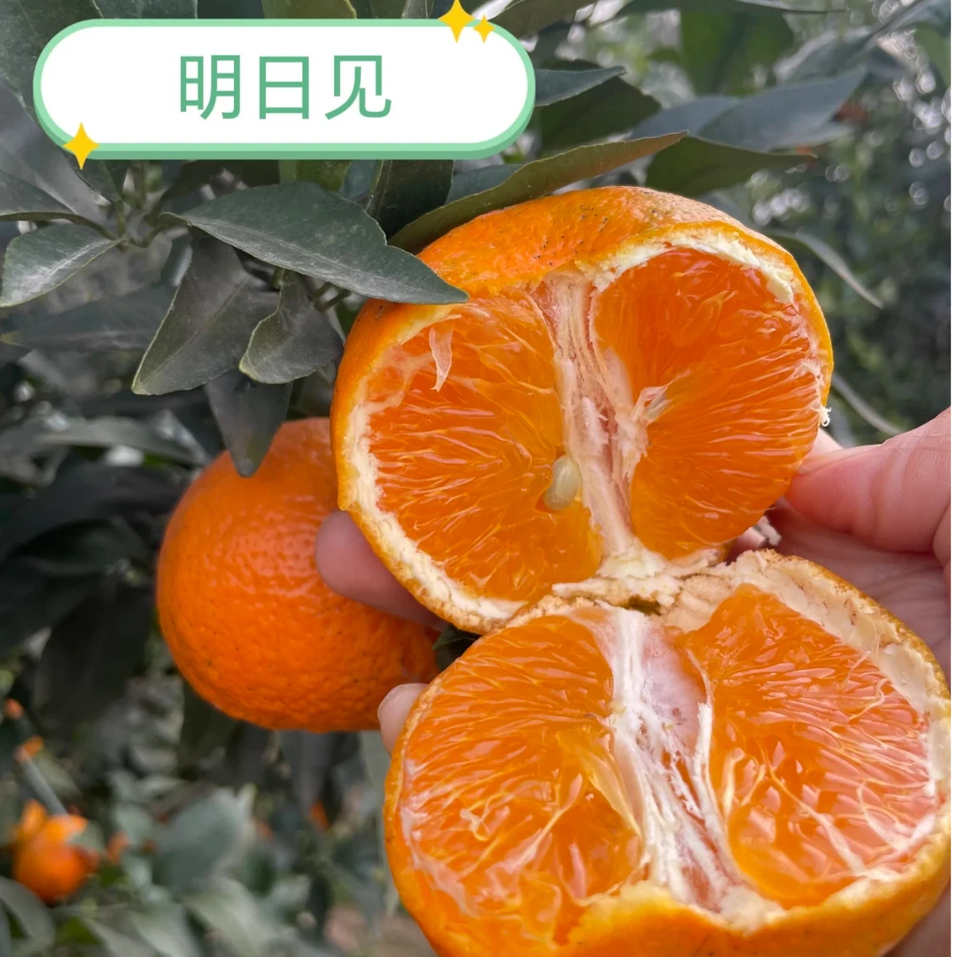 明日见柑橘G（中大果）云南省