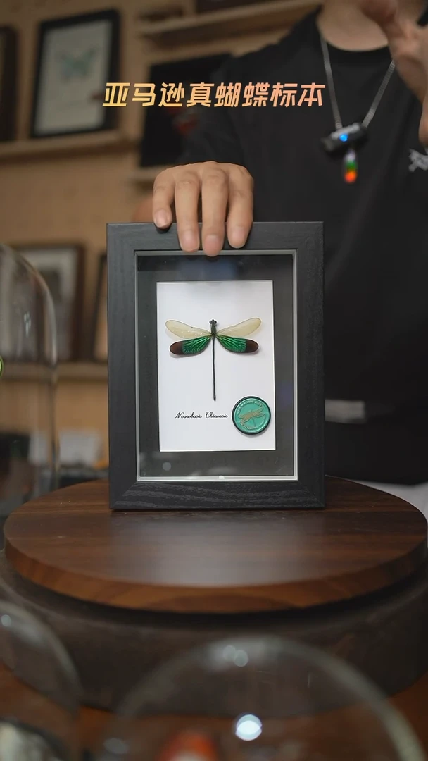 华艳色蟌火漆章版7寸黑框