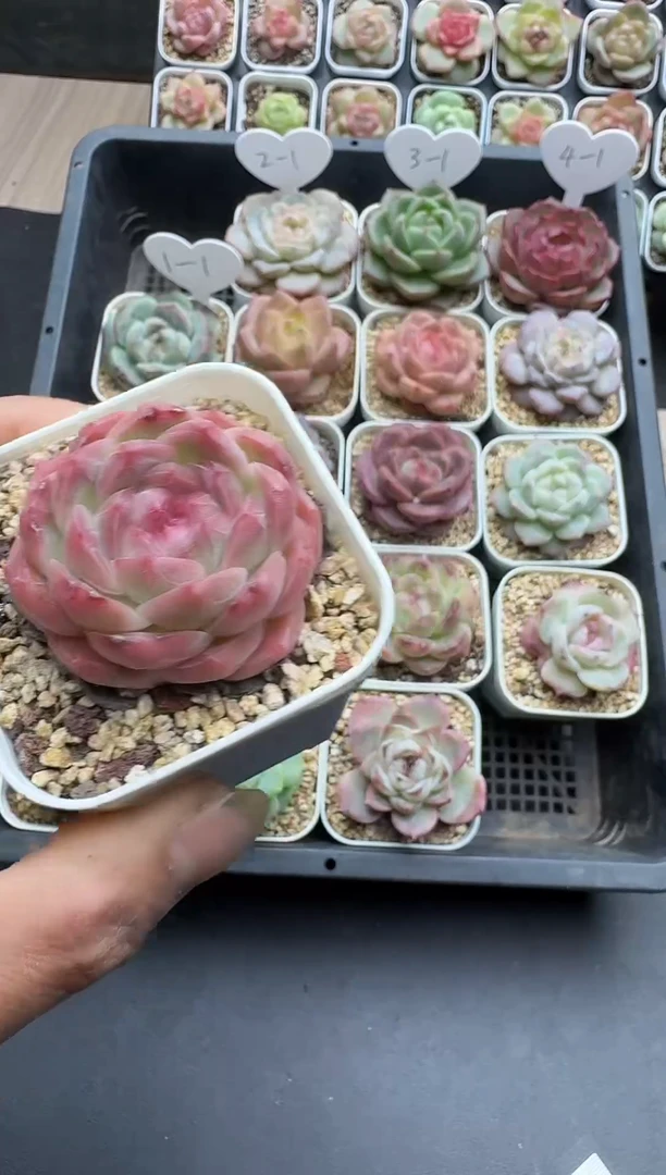 南**梦南柯多肉多肉C125