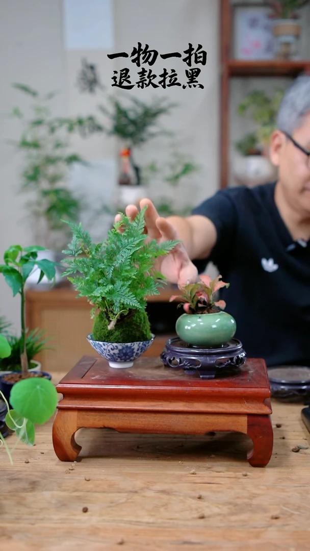 完全开放荷**珠狼尾蕨+网纹草572