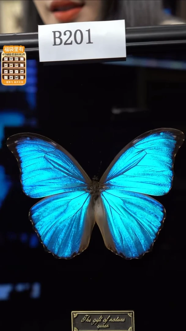 蝴蝶标本摆件竞拍b201