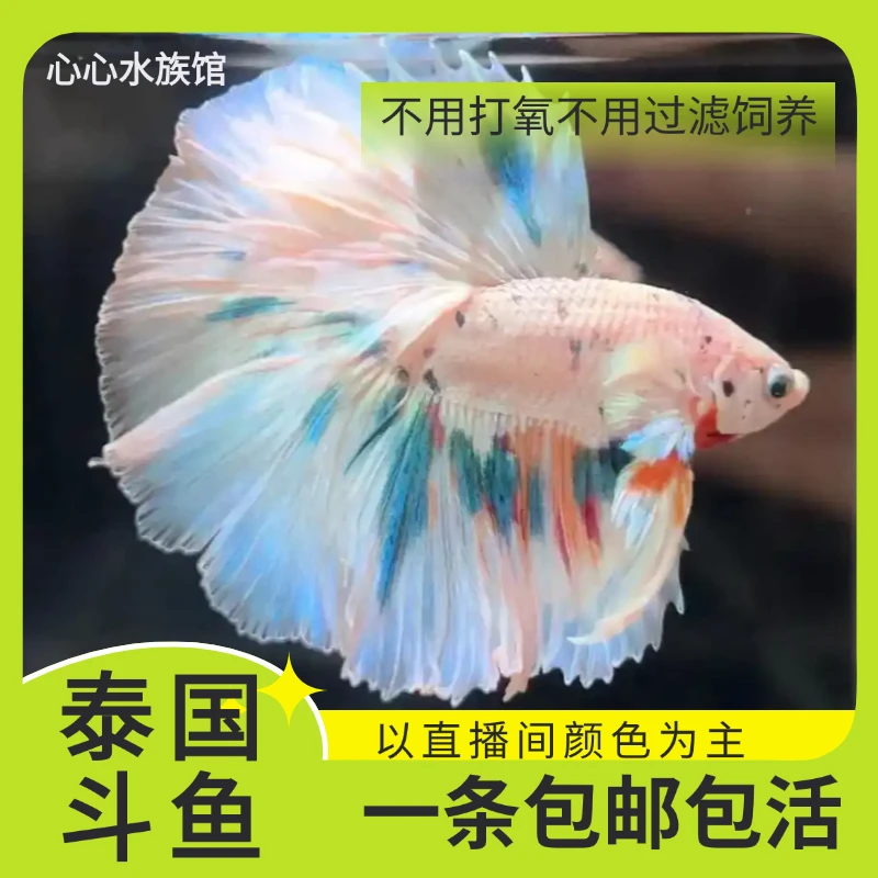 泰国精品斗鱼 直播间选号181-270号 小型观赏鱼婚纱鱼 好养耐活