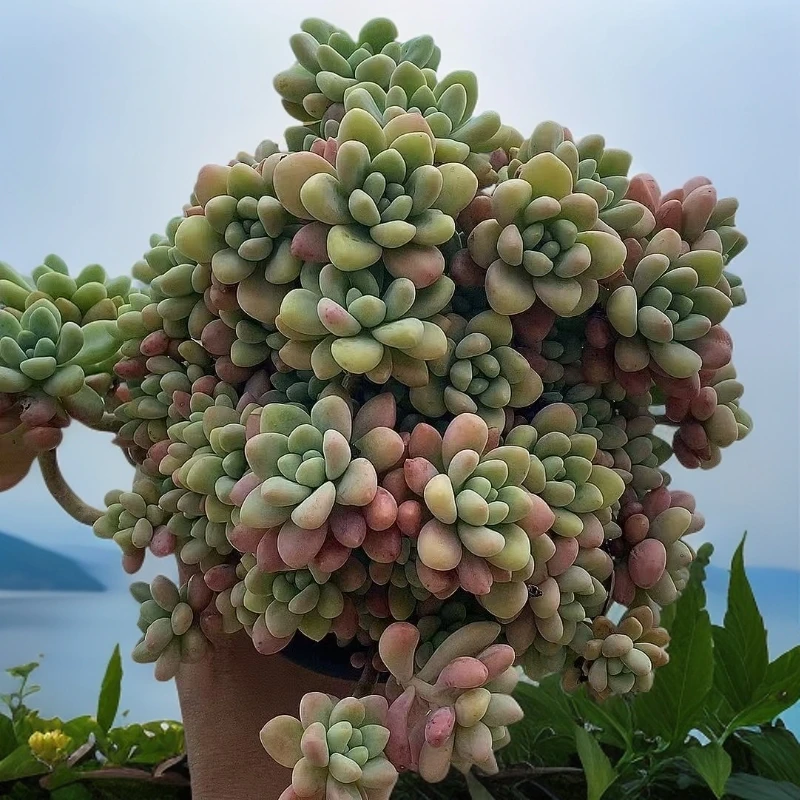 奶酪蛋糕   可爱型耐看  熊猫多肉（满19包邮）庭院美观  净化空气