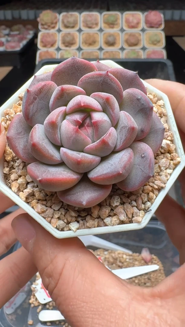 【闪购商品】306号 珍妮杂交多肉 花卉植物