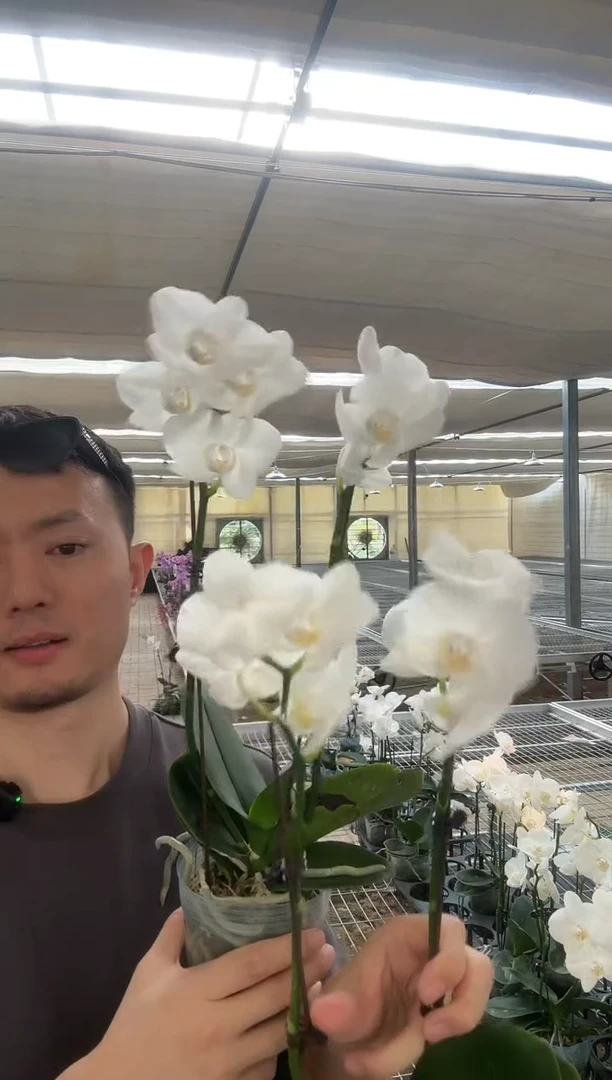 完全开放蝴蝶兰 阿玛两颗装
