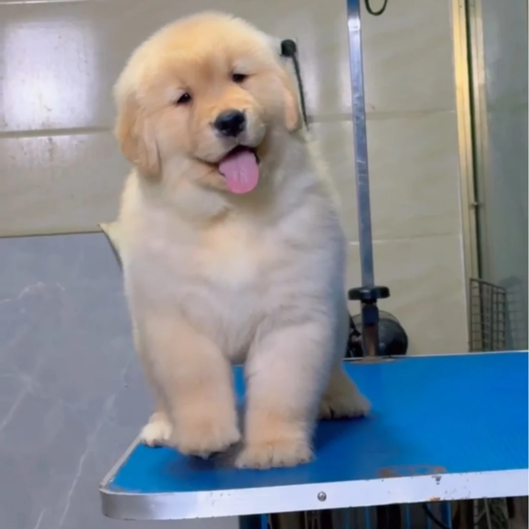 『贝诺犬舍』狗狗活体链接