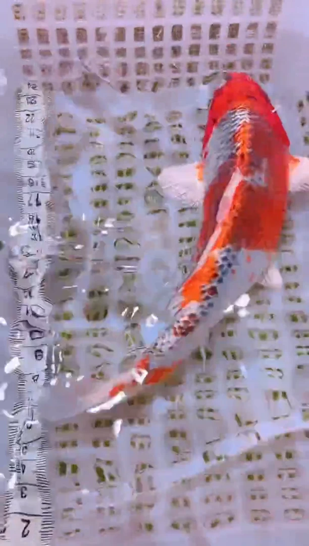 锦鲤冷水观赏鱼全场包邮5