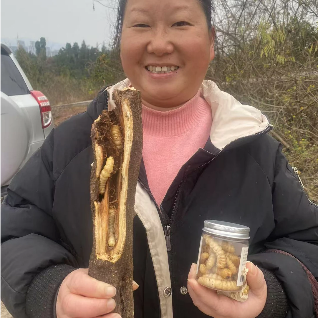 云实树的中斗米虫