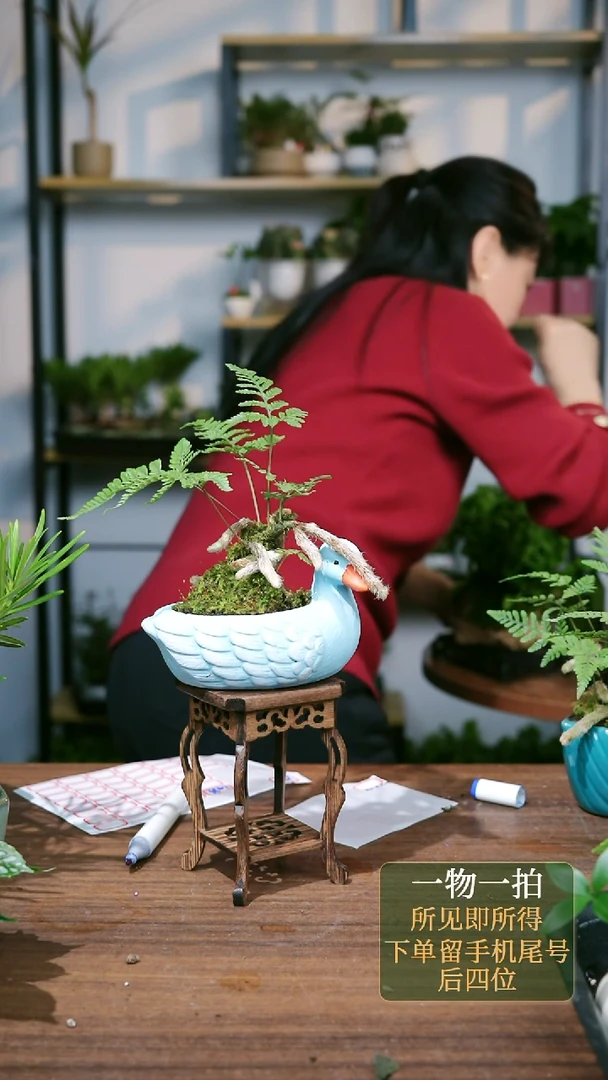 【闪购商品】33--2156竹柏水培