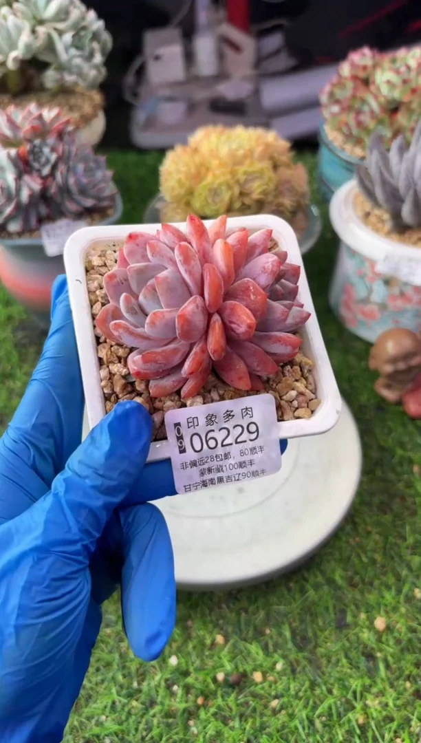 昆明印象多肉06229