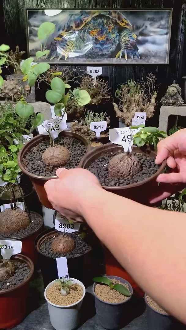 49号1113福利南非龟甲龙买一送一