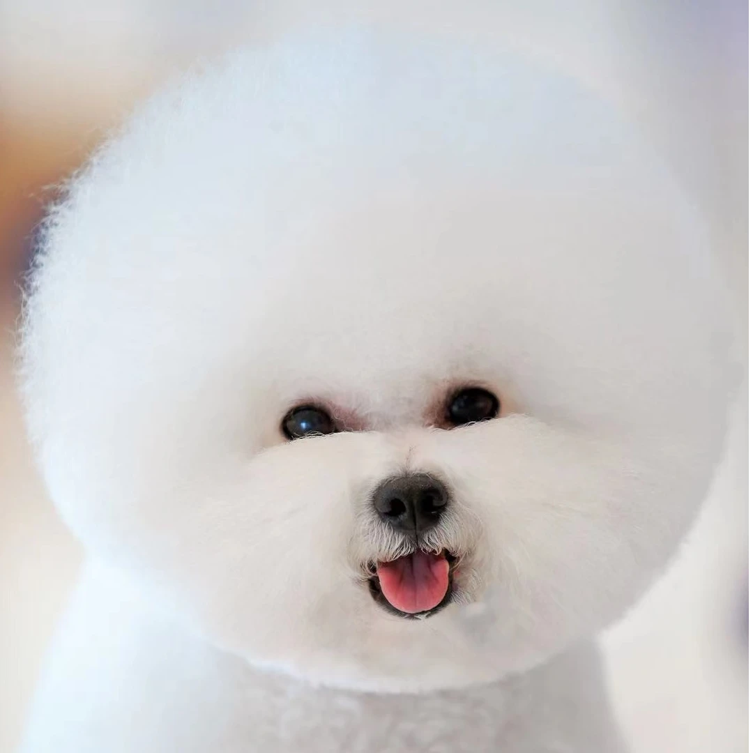《飞鱼比熊犬舍》血统比熊幼犬赛级比熊幼犬