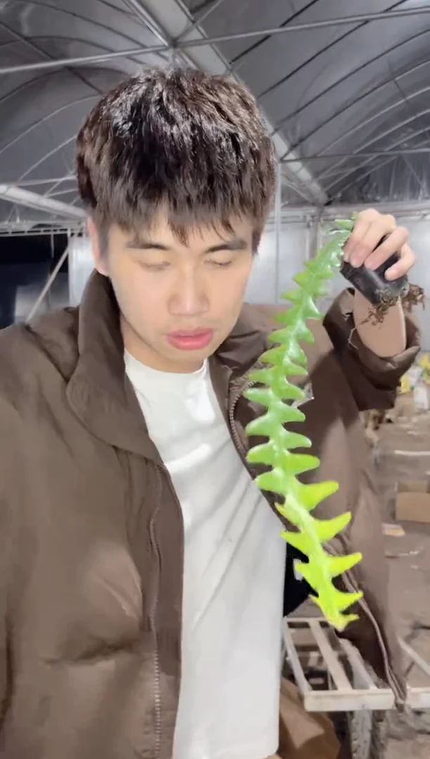 【闪购商品】3颗 大本粗款 鱼骨令箭