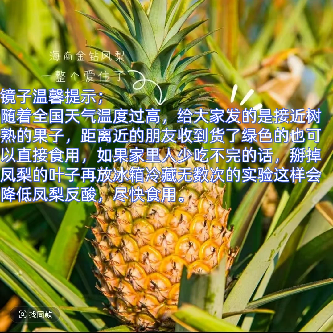 【京东，海南直发】树上熟海南金钻凤梨17号大果8斤礼盒装