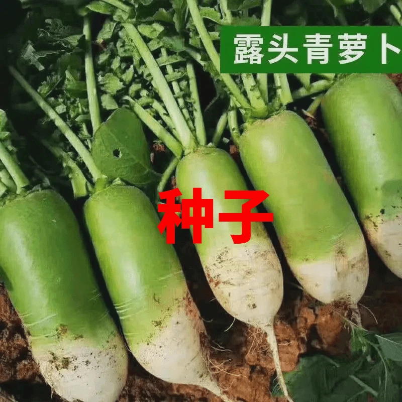 露头青萝卜种子大青萝卜籽高产抗病多季播种蔬菜早熟大青萝高出芽