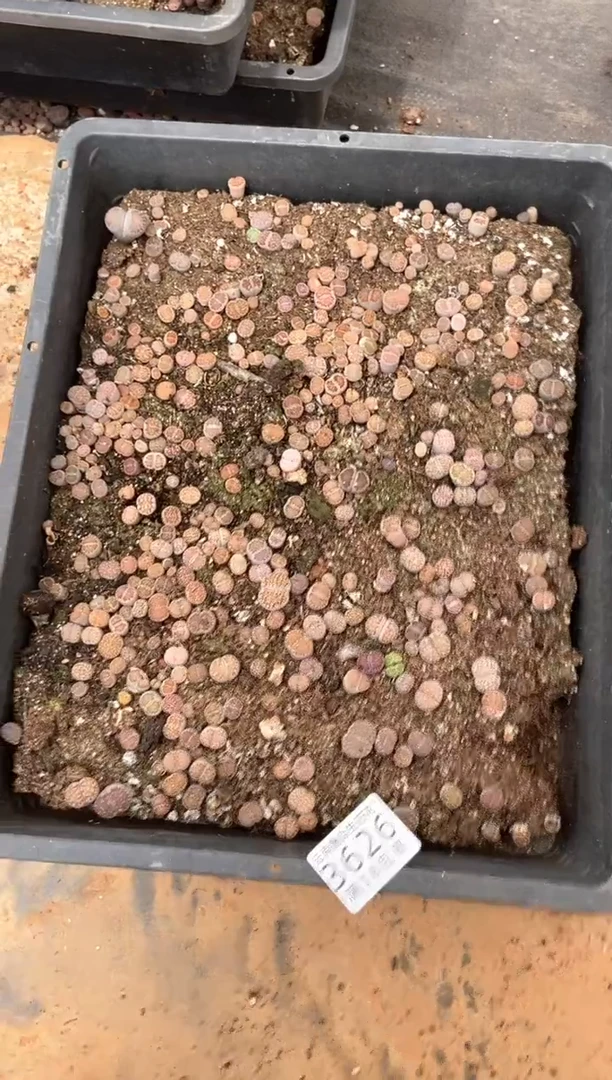 3626特价寿丽框有疤瑕疵带土不带盆发货